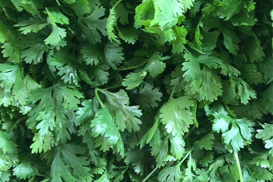 picture of cilantro